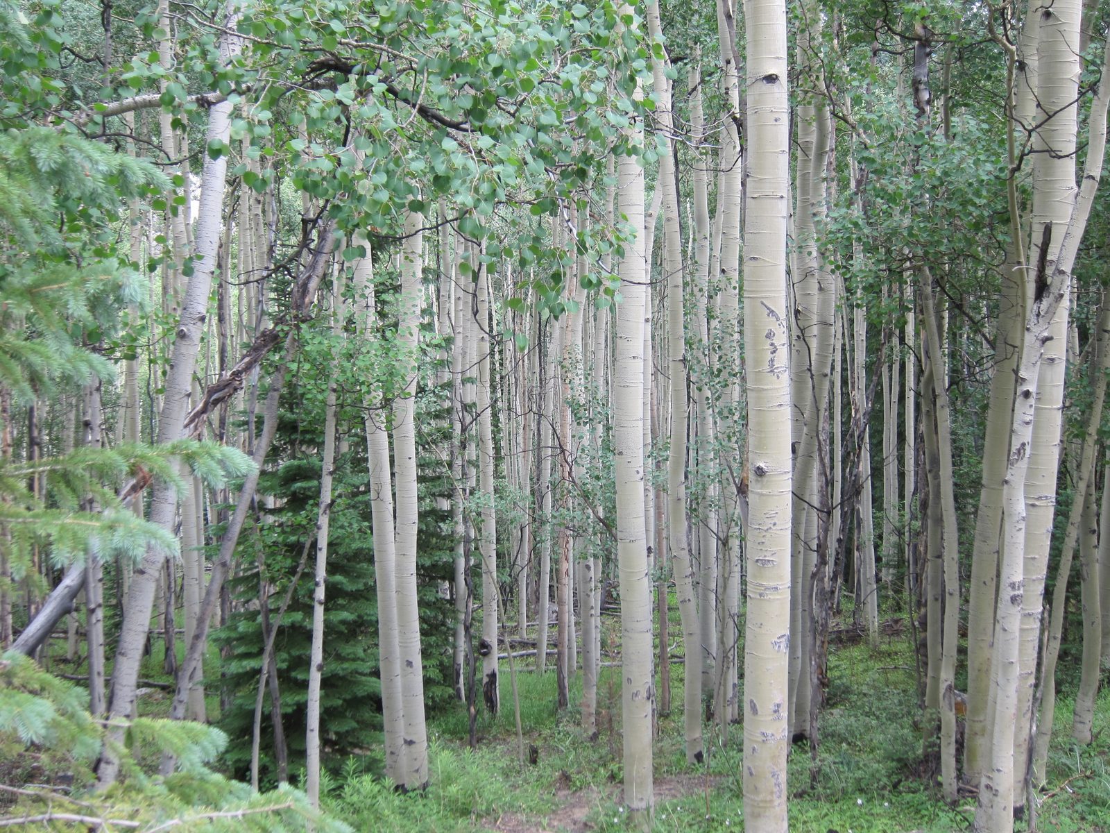 Loved the depth of these tree scenes